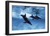 Trio of Dolphins-Amos Nachoum-Framed Photographic Print