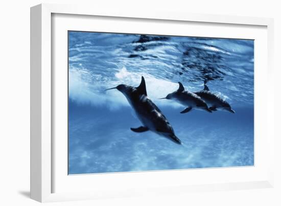 Trio of Dolphins-Amos Nachoum-Framed Photographic Print