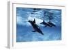 Trio of Dolphins-Amos Nachoum-Framed Photographic Print