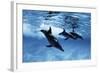 Trio of Dolphins-Amos Nachoum-Framed Photographic Print