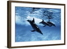 Trio of Dolphins-Amos Nachoum-Framed Photographic Print