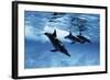 Trio of Dolphins-Amos Nachoum-Framed Photographic Print