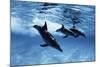 Trio of Dolphins-Amos Nachoum-Mounted Photographic Print