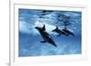 Trio of Dolphins-Amos Nachoum-Framed Photographic Print