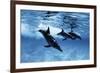 Trio of Dolphins-Amos Nachoum-Framed Photographic Print