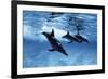 Trio of Dolphins-Amos Nachoum-Framed Photographic Print