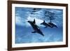 Trio of Dolphins-Amos Nachoum-Framed Photographic Print