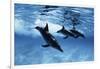 Trio of Dolphins-Amos Nachoum-Framed Photographic Print
