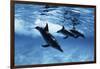 Trio of Dolphins-Amos Nachoum-Framed Photographic Print