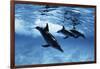 Trio of Dolphins-Amos Nachoum-Framed Photographic Print