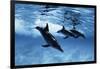 Trio of Dolphins-Amos Nachoum-Framed Photographic Print