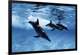 Trio of Dolphins-Amos Nachoum-Framed Photographic Print