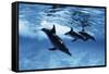 Trio of Dolphins-Amos Nachoum-Framed Stretched Canvas