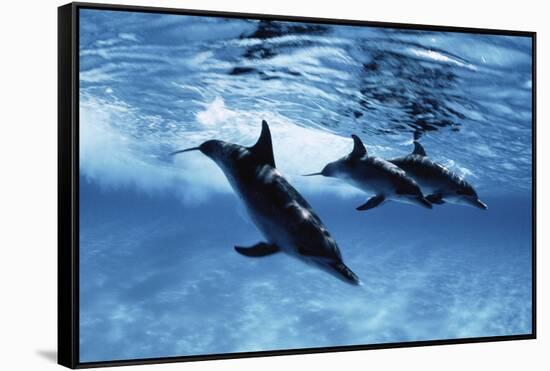 Trio of Dolphins-Amos Nachoum-Framed Stretched Canvas