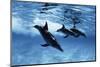 Trio of Dolphins-Amos Nachoum-Mounted Photographic Print