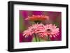 Trio of Gerber daisies, Gerbera-Adam Jones-Framed Photographic Print