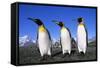 Trio of King Penguins-null-Framed Stretched Canvas