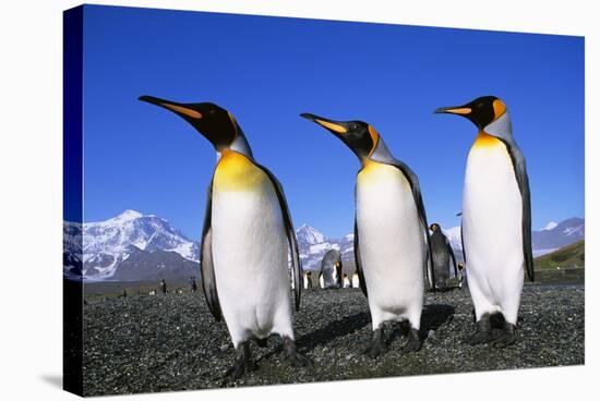 Trio of King Penguins-null-Stretched Canvas