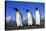 Trio of King Penguins-null-Stretched Canvas