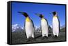 Trio of King Penguins-null-Framed Stretched Canvas