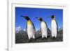 Trio of King Penguins-null-Framed Photographic Print