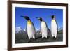 Trio of King Penguins-null-Framed Photographic Print