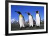 Trio of King Penguins-null-Framed Photographic Print