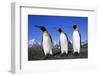 Trio of King Penguins-null-Framed Photographic Print