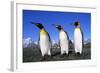 Trio of King Penguins-null-Framed Photographic Print