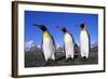 Trio of King Penguins-null-Framed Photographic Print