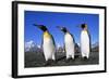 Trio of King Penguins-null-Framed Photographic Print