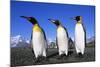Trio of King Penguins-null-Mounted Photographic Print