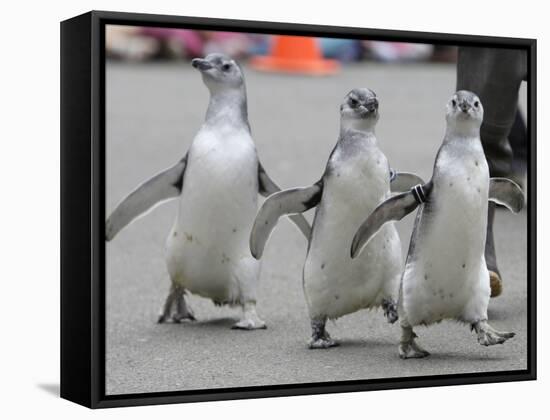 Trio of New Adolescent Magellanic Penguins Waddle Through the San Francisco Zoo-null-Framed Stretched Canvas