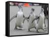 Trio of New Adolescent Magellanic Penguins Waddle Through the San Francisco Zoo-null-Framed Stretched Canvas