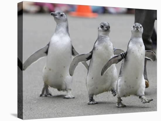 Trio of New Adolescent Magellanic Penguins Waddle Through the San Francisco Zoo-null-Stretched Canvas