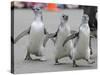 Trio of New Adolescent Magellanic Penguins Waddle Through the San Francisco Zoo-null-Stretched Canvas