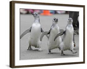 Trio of New Adolescent Magellanic Penguins Waddle Through the San Francisco Zoo-null-Framed Photographic Print