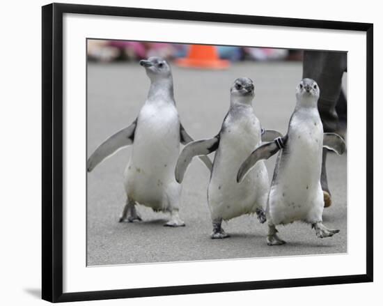 Trio of New Adolescent Magellanic Penguins Waddle Through the San Francisco Zoo-null-Framed Photographic Print