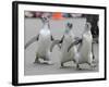 Trio of New Adolescent Magellanic Penguins Waddle Through the San Francisco Zoo-null-Framed Photographic Print