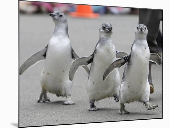 Trio of New Adolescent Magellanic Penguins Waddle Through the San Francisco Zoo-null-Mounted Photographic Print