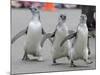 Trio of New Adolescent Magellanic Penguins Waddle Through the San Francisco Zoo-null-Mounted Photographic Print