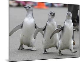 Trio of New Adolescent Magellanic Penguins Waddle Through the San Francisco Zoo-null-Mounted Photographic Print