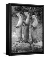 Trio of Otters-null-Framed Stretched Canvas