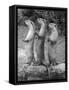 Trio of Otters-null-Framed Stretched Canvas