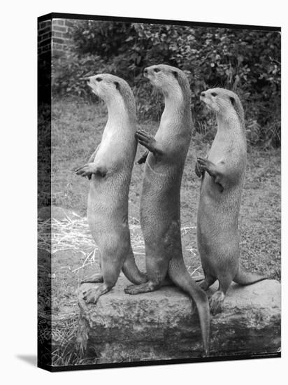 Trio of Otters-null-Stretched Canvas