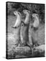 Trio of Otters-null-Stretched Canvas
