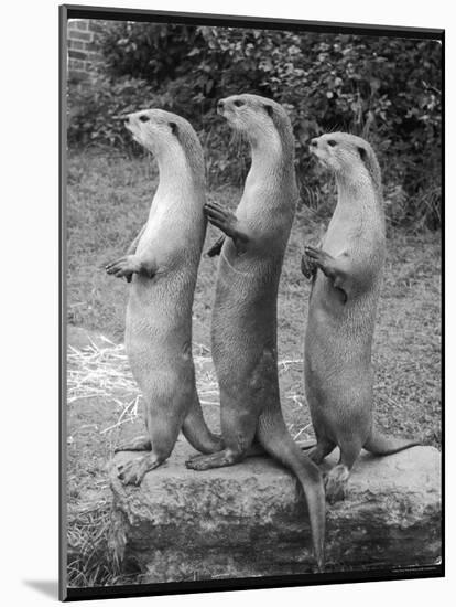 Trio of Otters-null-Mounted Photographic Print