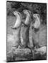 Trio of Otters-null-Mounted Photographic Print
