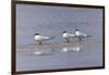 Trio of Royal terns, South Padre Island, Texas-Adam Jones-Framed Photographic Print