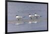 Trio of Royal terns, South Padre Island, Texas-Adam Jones-Framed Photographic Print